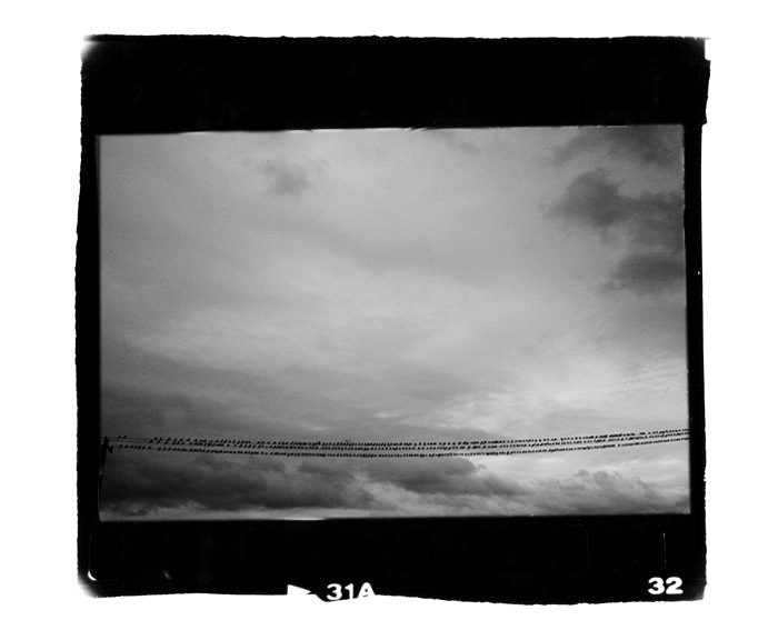 birds on a wire